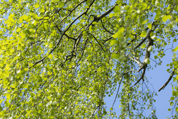 Young leaves in a tree birch tree.