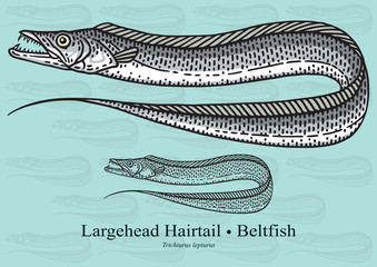 Largehead Hairtail, Beltfish, Ribbonfish. Vector illustration for artwork in small sizes. Suitable for graphic and packaging design, educational examples, web, etc.