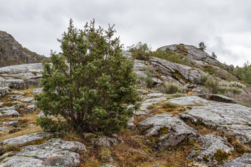 Juniperus communis. Enebro Común. Parque Natural del Lago de Sanabria y alrededores, Zamora.