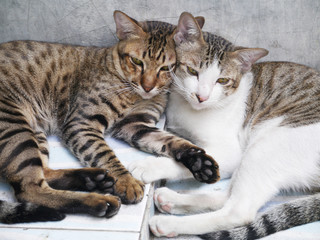 cute couple cats sleeping together grey concrete wall background