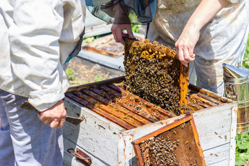 beekeepers take frame of honye from beehive
