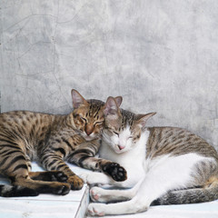 cute couple cats sleeping together grey concrete wall background