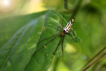 Beautiful spider in the garden.  