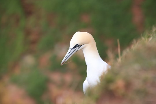 Basstoelpel Helgoland Germany 