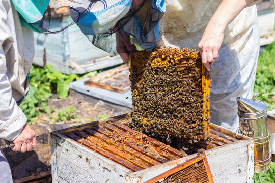 beekeepers take frame of honye from beehive