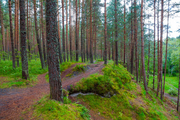Landscape with a path through a pine forest
