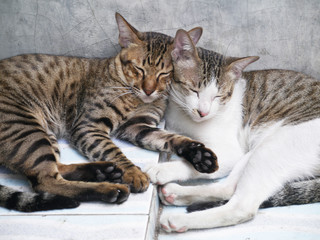 Naklejka na ściany i meble cute couple cats sleeping together grey concrete wall background