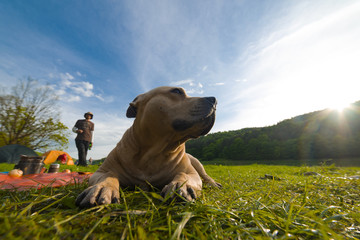 Holiday with a pit bull terrier in nature