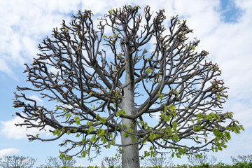 Runder Baum
