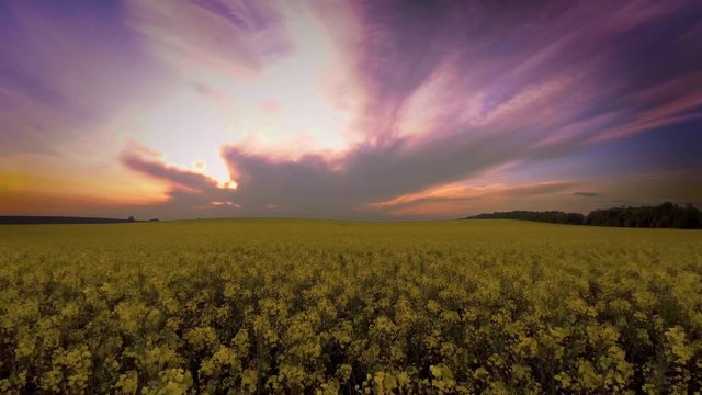 Agricultural field with blooming yellow rape, against the sunset sky. Aerial view 4K