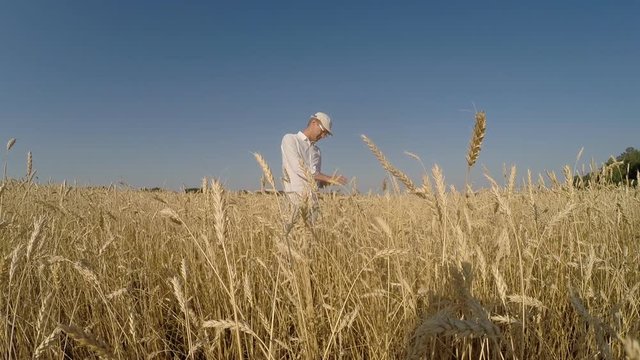 A man on a wheat field checks a crop