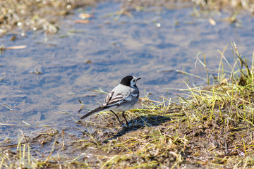 Wagtail in the spring