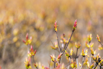 Branches of a bush
