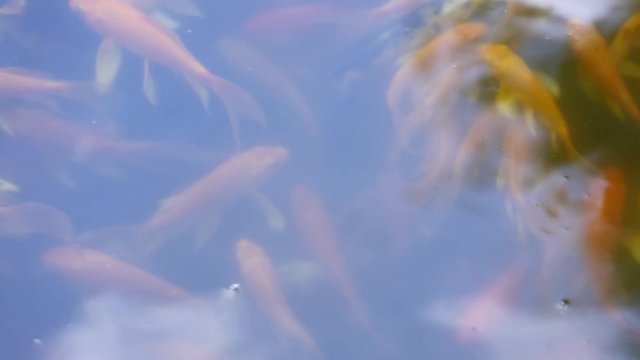 some red and orange fish floating on the water surface in the pond UHD