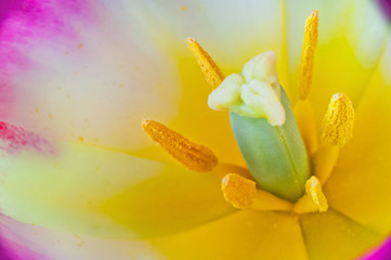 Yellow-pink tulip. Tulip with drops of dew. Tulip macro. Pestle, yellow tulip stamens