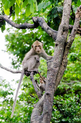 Young monkey climbing on tree