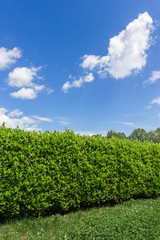Fototapeta na wymiar Hedge against the sky