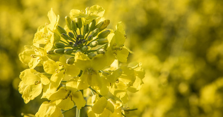 Raps Blüte mit Knospen im Sonnenlicht