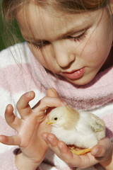 petite fille avec un poussin dans les mains