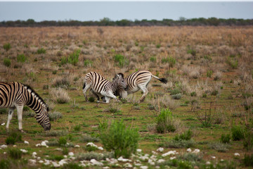 zebra