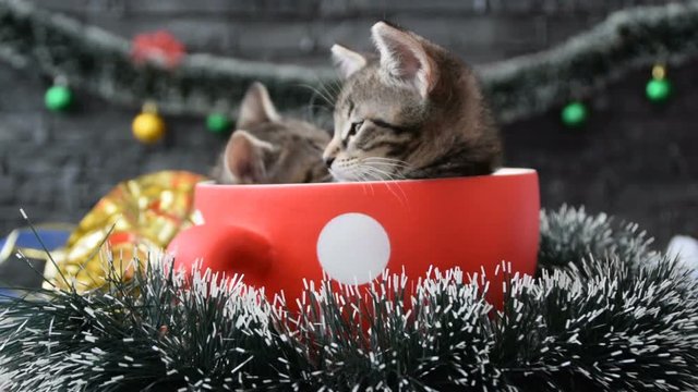 kittens in the holiday decoration