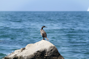 A seagull is enjoying the heat on the rocks close to the water. There is sea in the background.