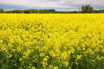 Blooming canola field in Upper Austria, near Gmunden. Central Europe.