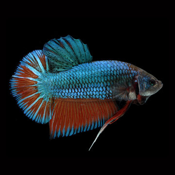 HMPK Giant Betta Female on black background. Beautiful fish. Swimming flutter tail flutter.