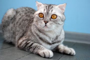 Gray cat of the Scottish Fold breed