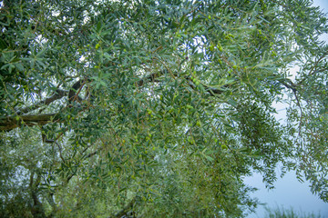 Green treetops in the spring time.