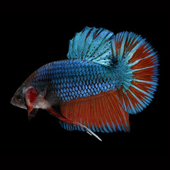 HMPK Giant Betta Female on black background. Beautiful fish. Swimming flutter tail flutter.