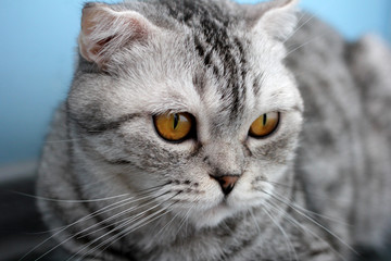 Gray cat of the Scottish Fold breed