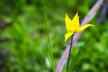 Obraz premium pale yellow daffodil in the garden