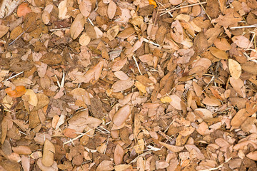 Dried leaves on the ground
