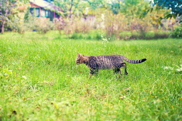 Cute little kitten walking on the grass