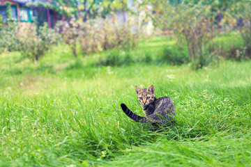 Cute little kitten walking on the grass