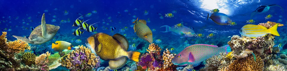 Foto auf Acrylglas Panoramafotos bunter breiter Unterwasser-Korallenriff-Panorama-Bannerhintergrund mit vielen Fischen, Schildkröten und Meereslebewesen