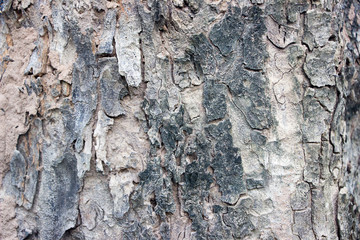 Trees and bark