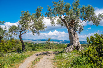 Fototapeta na wymiar Road between two Olive trees under bright blue sky with white clouds at Teos ancient city, Seferihisar, Izmir,Turkey
