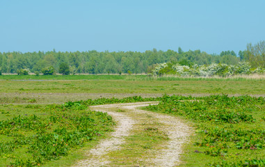Path through wetland in spring