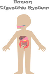 Kids body digestive system