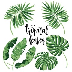 Tropical Leaves Collection on isolate vector. Beautiful Set. Vector illustration.