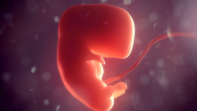 Amniotic Bilder Durchsuchen 2 723 Archivfotos Vektorgrafiken Und amniotic-bilder-durchsuchen-2-723-archivfotos-vektorgrafiken-und