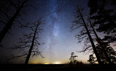 Fototapeta premium Dead wood with stars and the night sky on the background. The Milky Way is just behind the tree.