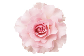 pink rose white background - Powered by Adobe