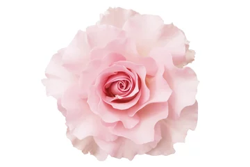 Poster de jardin Roses pink rose white background