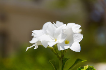 plumeria or frangipani exotic flower outdoors