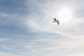 Sea Gull in flight over blue sky