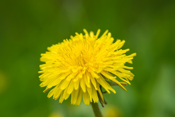Frühlingsblume Löwenzahn