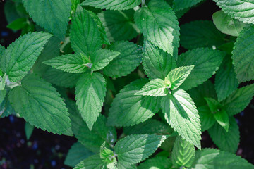 Stinging-nettle